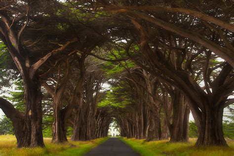 cypress tree tunnel point reyes national seashore | lisa fiedler photography