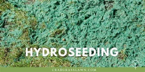 Sod vs Hydroseed - Differences, Cost & How to Choose | CrabgrassLawn