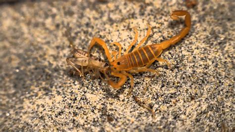 Baby Bark Scorpion Youtube