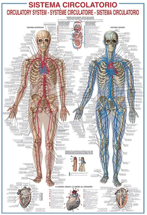 Circulatory System - Anatomy Poster (26.7 x 38.5 inches) – Imaginus Posters