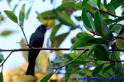 นกปรอดดำ Black Bulbul Birds Of Thailand Siam Avifauna