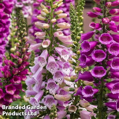 Foxglove Dalmation Mixed Plug Plants Thompson Morgan