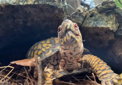 Set Up An Indoor Box Turtle Habitat Aquariuman