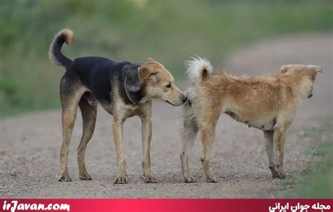 جفت گیری سگ ها چگونه است؟ بهترین سن تولید مثل جوان ایرانی