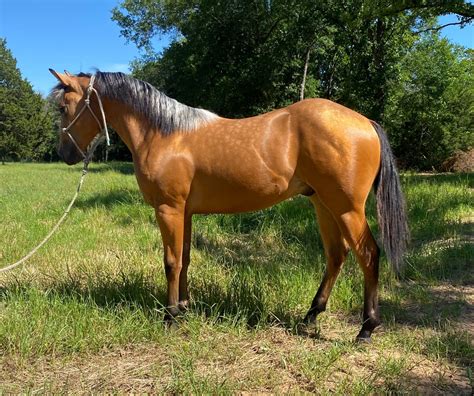 Stunning AQHA Buckskin Yearling Colt