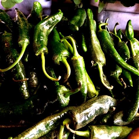 Chilaca Chile Peppers Information, Recipes and Facts