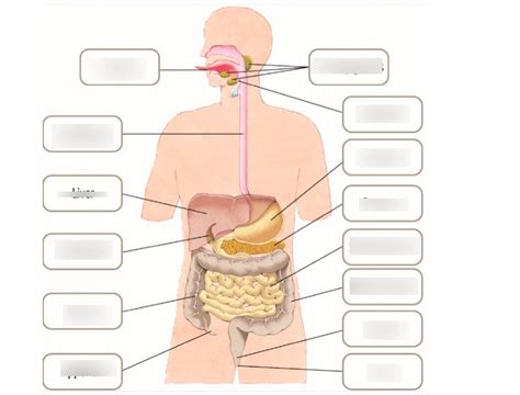 Digestive System Diagram Quizlet