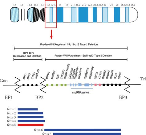 Schematic Maps Of Human Chromosome Q Q Green And Pink Represent