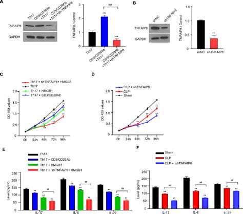 Tnfaip Knockdown Inhibits Th Cell Proliferation A Primary Cd T