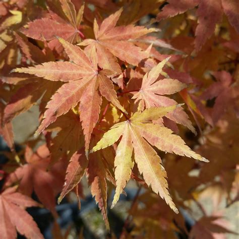 Acer Palmatum Sango Kaku Coral Bark Japanese Maple Mid Valley Trees