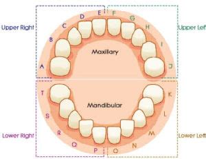 Tooth Numbering System - Focus Dentistry