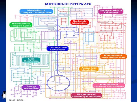 PPT Introduction To The Biological Pathway PowerPoint Presentation