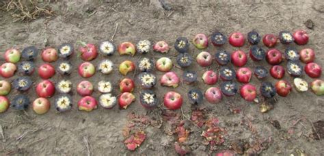 In The News Pome Fruit Breeding Program Washington State University