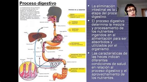 Necesidad De Eliminaci N Intestinal Y Alteraciones Youtube