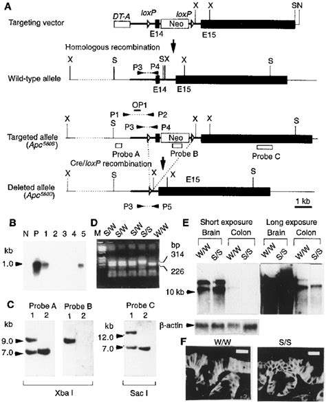 Establishment Of A Mutant Mouse Line Carrying A Conditionally Targeted