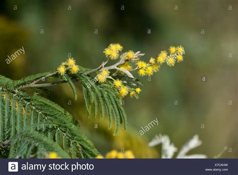 Silver Wattle Acacia High Resolution Stock Photography And Images Alamy