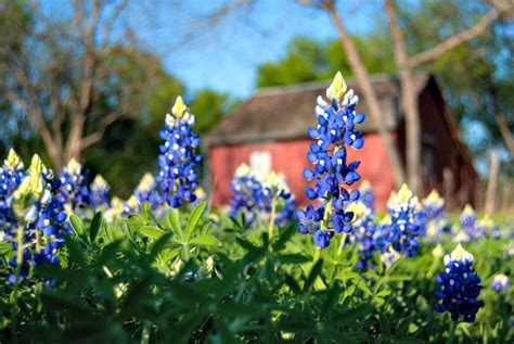 The Texas Bluebonnet Exploring Its Legends And Myths