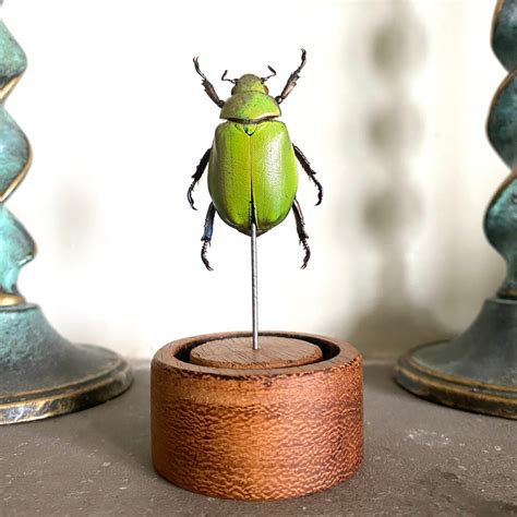 Insect Taxidermy A Large Apple Green Jewel Beetle Taxidermy Etsy