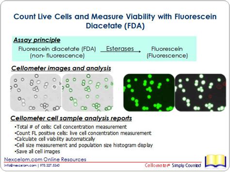 Count Live Cells And Measure Viability With Fluorescein Diacetate Fda