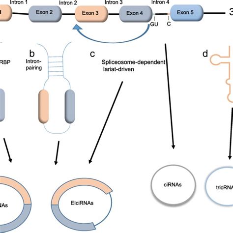 Biogenesis Of Circrnas A Circrnas Formation Can Occur Through Rbps