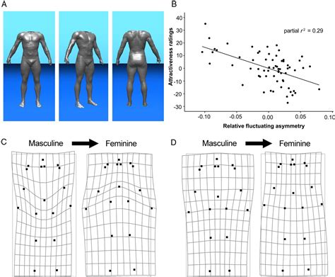 Fluctuating Asymmetry And Preferences For Sex Typical Bodily