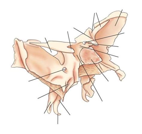 Sphenoid Bone Oblique View Diagram Quizlet