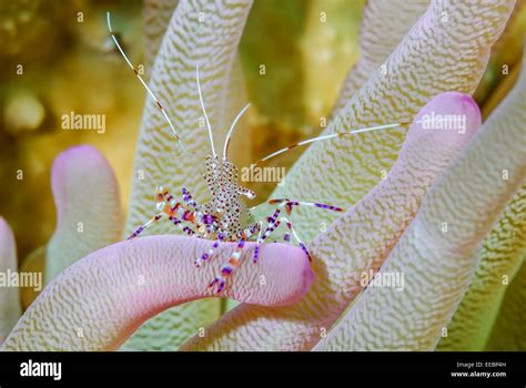 Spotted Cleaner Shrimp Periclimenes Yucatanicus Bonaire Caribbean