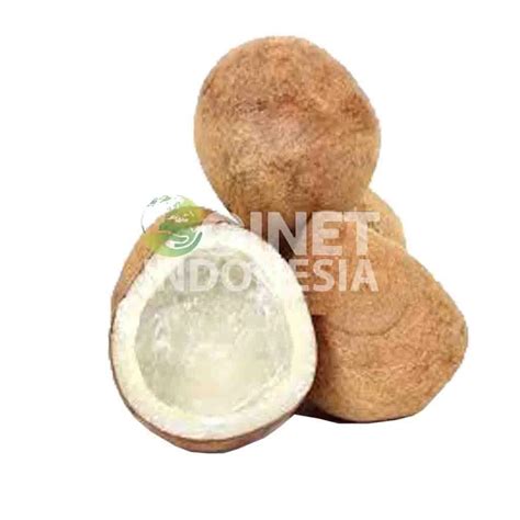 Coconut Copra From Cv Ogi Network Indonesia Indonesia Tradewheel