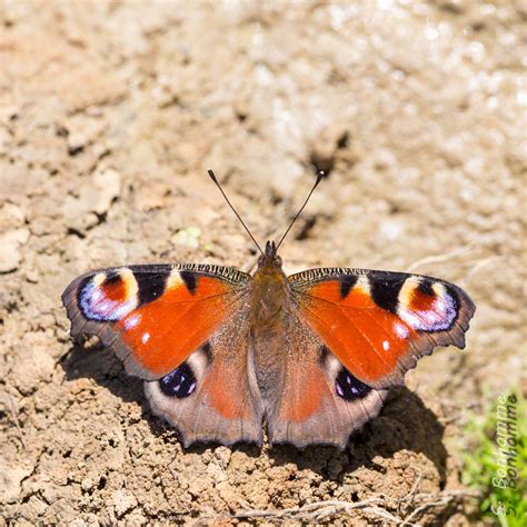 Paon De Jour Aglais Io De