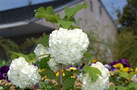 Snowball Bush Viburnum: Plant Care & Growing Guide