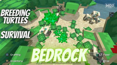 Breeding Turtles Minecraft Bedrock Realms Hard Survival Xbox Series