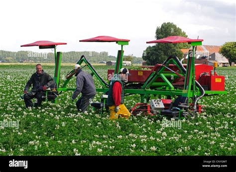 Potato Solanum Tuberosum Agricultural Workers Controlling A Potato