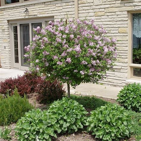 Dwarf Korean Lilac Tree - Syringa 'Palibin'