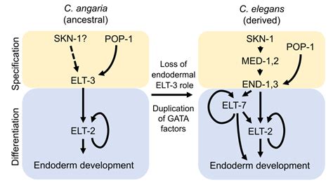 The Elt Gata Factor Specifies Endoderm In Caenorhabditis Angaria In