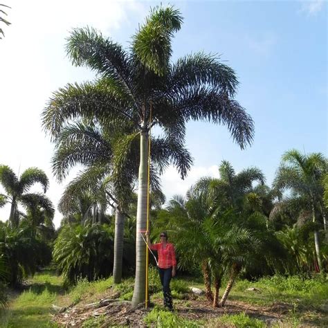 Foxtail Palm Wodyetia Bifurcata Palmco Wholesale Palms Florida