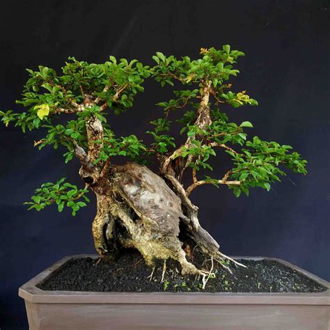 Bonsai Pohon Rukem 58 Koleksi Gambar