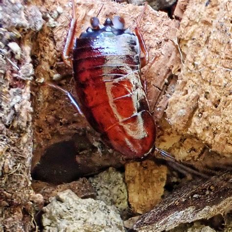 Parcoblatta Americana Western Wood Cockroach Things Of The