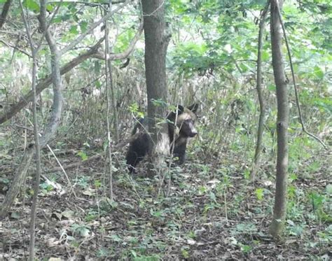 北海道でヒグマ目撃相次ぐ 通報は前年比1000件増 住宅街も出没 毎日新聞