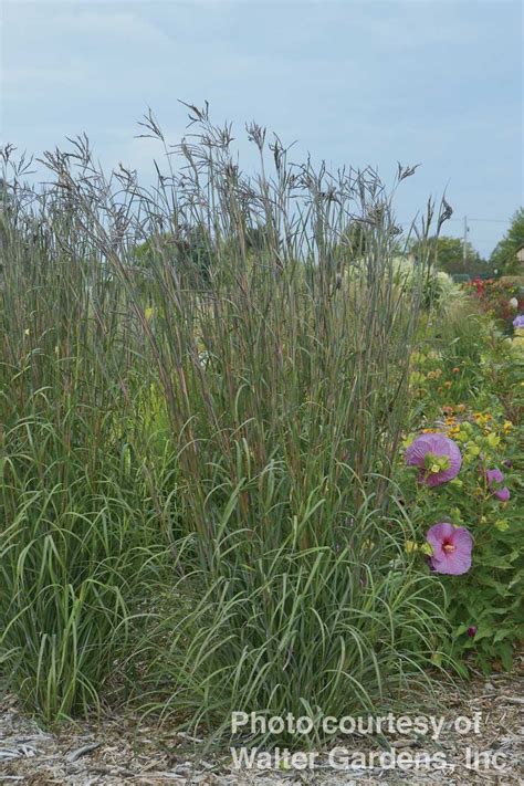 Andropogon Gerardii ‘indian Warrior Norview Gardens Ltd