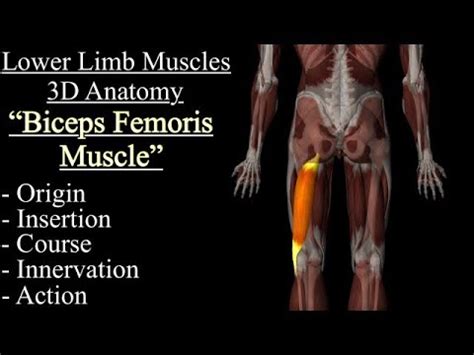 Biceps Femoris Muscle Animated Anatomy Anatomia Origin Insertion