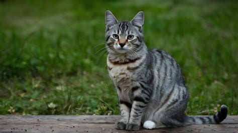 Premium Photo Grey Stripped Mixedbreed Cat Sitting Isolated On White