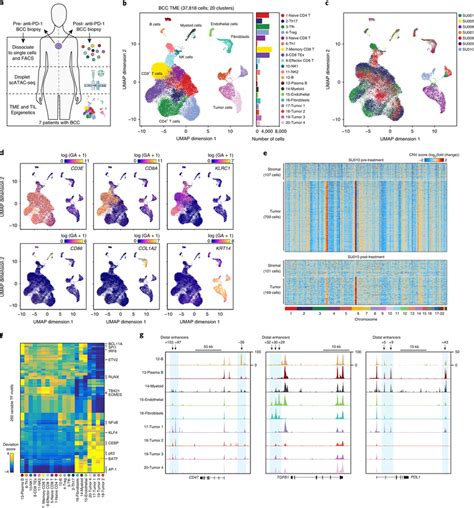 Single Cell Regulatory Landscape Of The BCC TME A Schematic Of