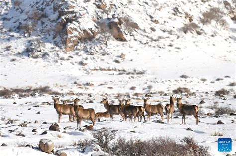 Scenery Of Snow Covered Helan Mountain National Nature Reserve In N