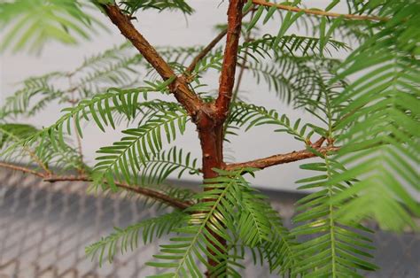 Redwood Bonsai Tree