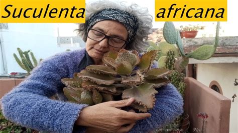 Kalanchoe Beharensis Suculenta exótica lasplantasdegeral suculentas