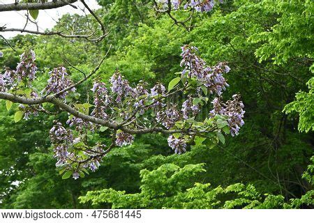 Paulownia Tree ( Image & Photo (Free Trial) | Bigstock