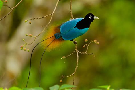 Birds Photos - Birds Wallpapers & Facts info: Blue Bird of Paradise ...