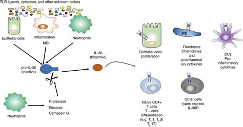 Il‐36 Cytokines And Gut Immunity Ngo 2021 Immunology Wiley Online Library