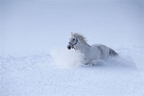 equine image — Snow White A powerful white horse running through...