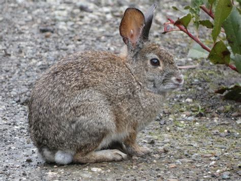 Brush Rabbit Sylvilagus Bachmani INaturalist